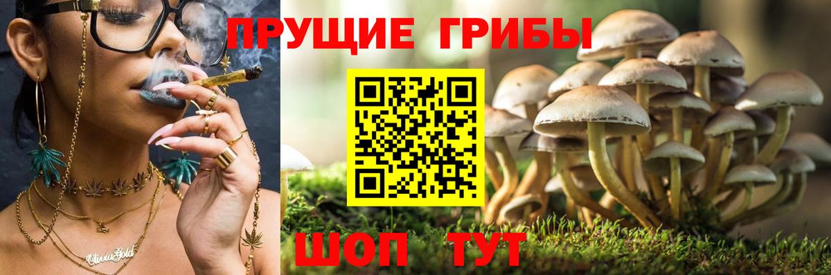 Владимир  Галлюциногенные грибы ЛСД  Вход с VPN  Псилоцибиновые грибы Psilocybine cubensis 